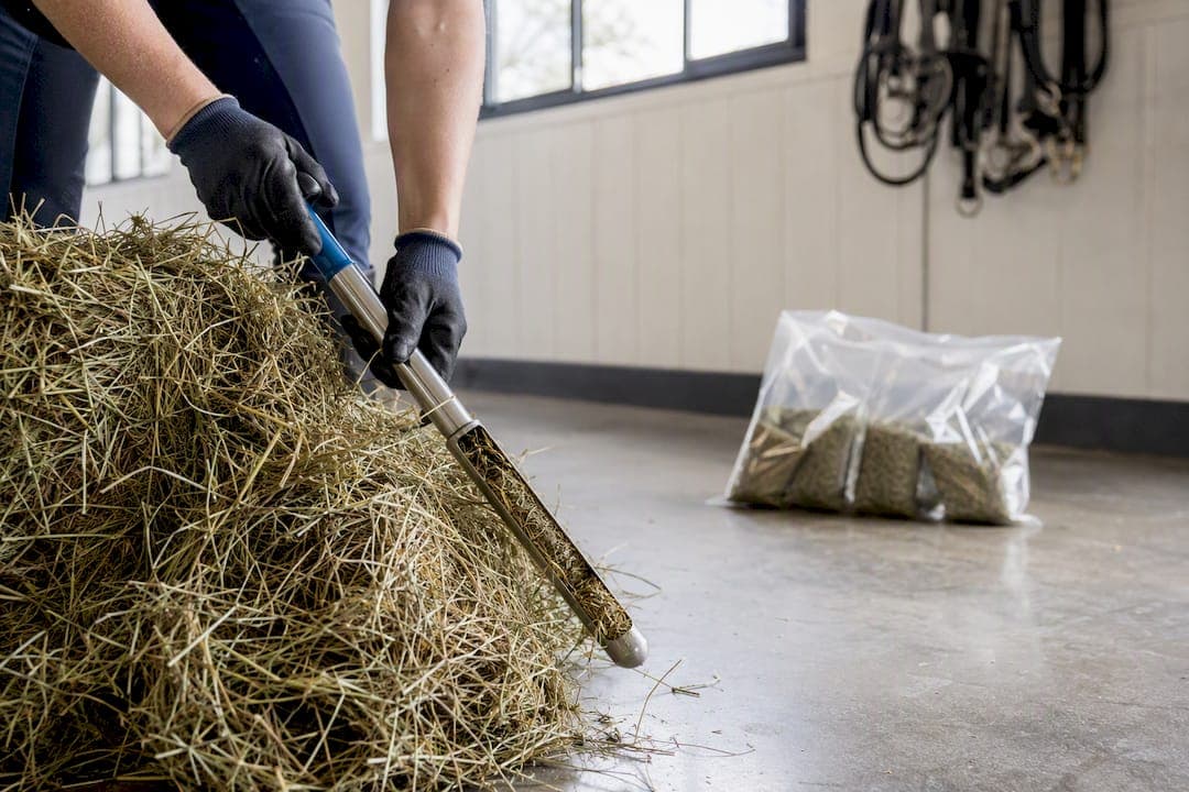 Equine nutrition analysis: what it reveals and what to do next