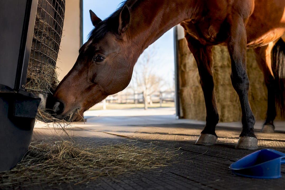 Yard Feed Wastage: 7 Day Protocol to Prove Feeder Payback