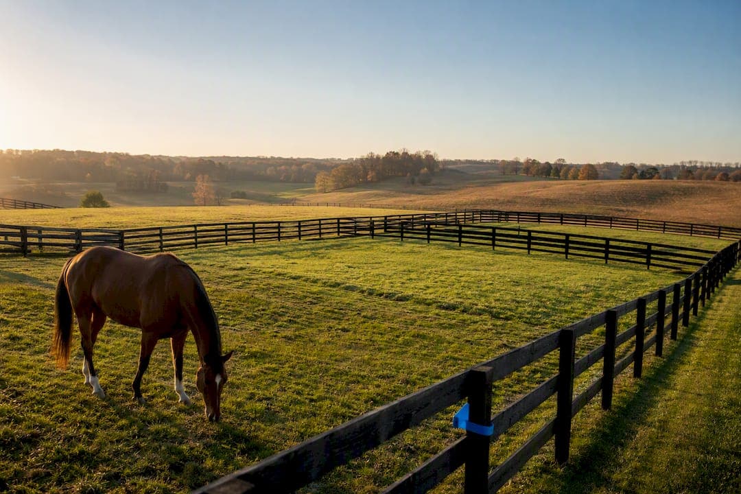 Start with Four Paddocks: Build a Pasture Rotation Plan This Season