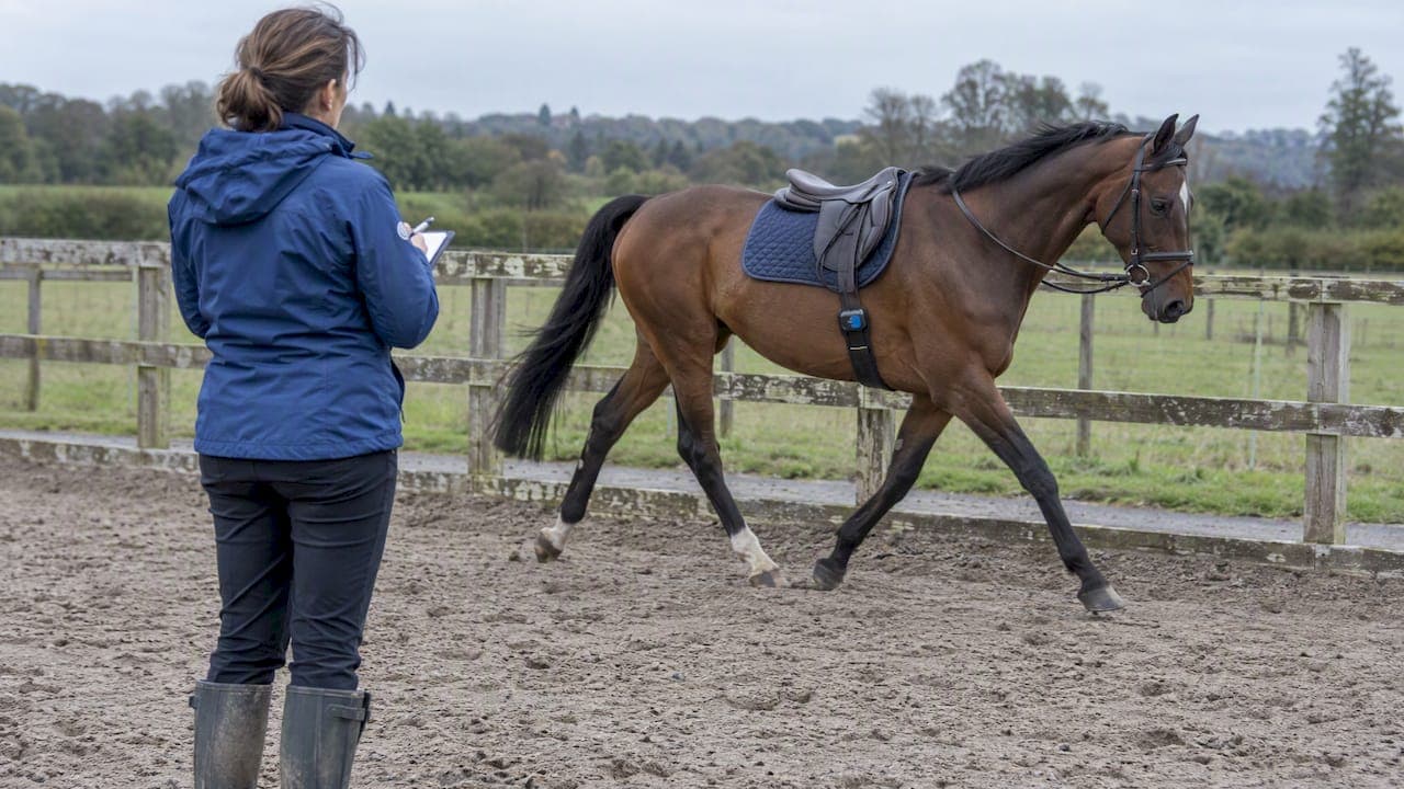Build a Weekly Horse Performance Benchmarking Workflow for Pro Yards