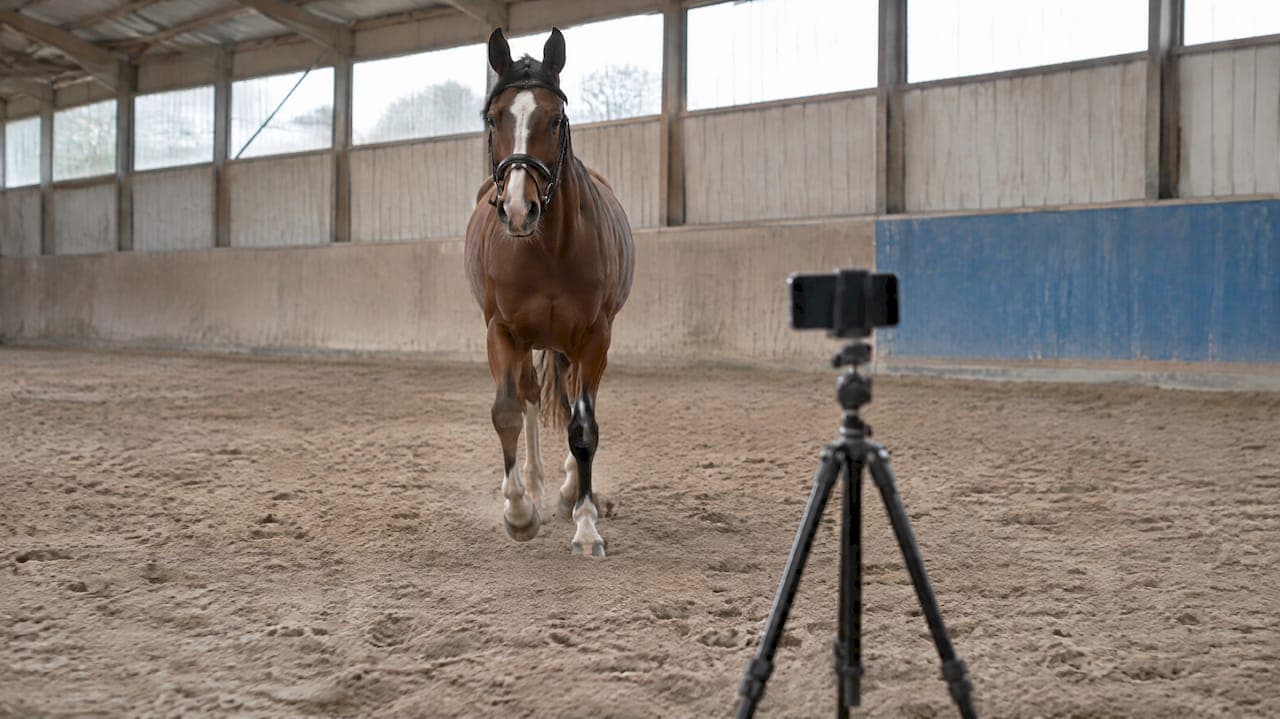 Arena Camera Placement: Two Views and 60 FPS for Horse Gait