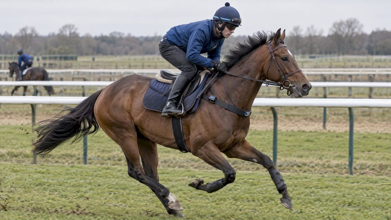 Horse Training Load for Pro Yards: Flag Speed Spikes With ACWR